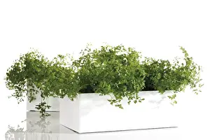 Studio Still Life Photography Stampe: Chervil