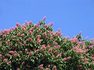 Colorful Nature Stampe: Chestnut tree