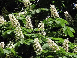 Chestnut Tree Stampe: Chestnut tree