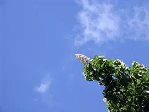 Springtime Nature Stampe: Chestnut tree