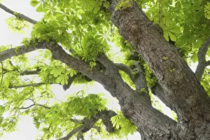 Uninhabited Forest Scene Stampe: Chestnut tree in spring