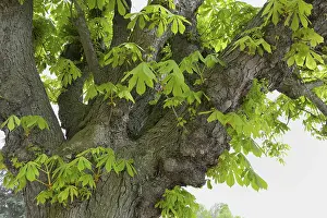 Uninhabited Forest Scene Stampe: Chestnut tree in spring