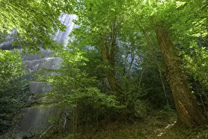 European Hiking Trails Stampe: Chestnut trees, hike through the sandstone labyrinth Gres d'Annot