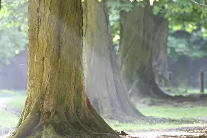 Springtime Nature Scene Stampe: Chestnut trees in spring