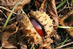 Fall Colors Photography Stampe: Chestnuts