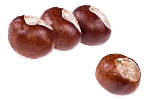 Sweet Chestnut Tree Stampe: Chestnuts