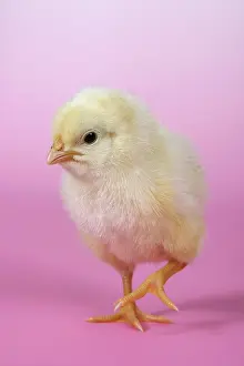 Easter Chick Stampe: Chicken