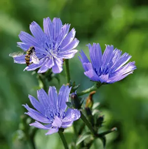 Uninhabited Places Stampe: Chicory