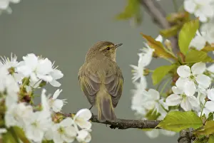 Leaf Warbler Species Stampe: Chiffchaff, Phylloscopus collybita