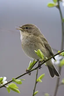 Leaf Warbler Species Stampe: Chiffchaff, phylloscopus collybita