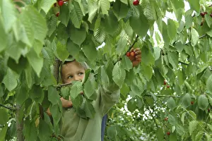 Deciduous Fruit Trees Stampe: Child on cherry tree