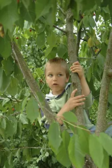 Deciduous Fruit Trees Stampe: Child on cherry tree