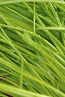 Medicinal Plant Benefits Stampe: Chives