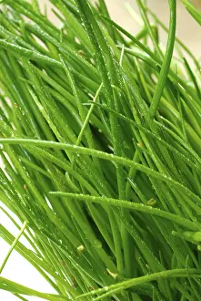 Green Food Photography Stampe: Chives