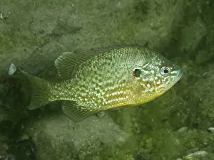 Ciclide Stampe: Colourful pumpkinseed sunfish print