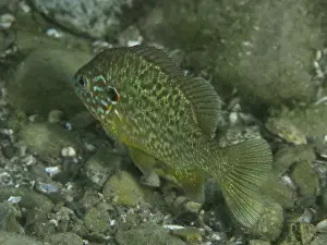 Ciclide Stampe: Colourful pumpkinseed sunfish print
