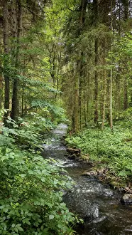 Dense Green Forest Landscape Stampe: A clear stream flows idyllically through a dense