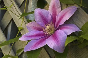 Nature Botany Photos Stampe: Clematis