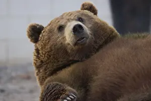 Brown Bears In The Wild Stampe: A close up of a brown bear lying down
