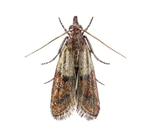 Studio Shot Details Stampe: Close up of common clothes moth
