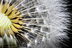Flowering Plant Section View Stampe: Close Up on a Dandelion