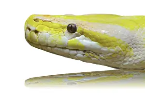Wildlife Photography Snakes Stampe: Close up of a head albino python snake on white background