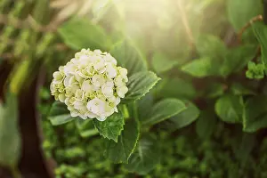 Nature Flowering Plants Stampe: Close up of a hydrangea flower