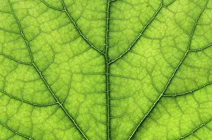Close View Of A Leaf Stampe: Detail close image tree green leaf macro