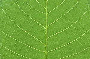 Nature Photography Macros Stampe: Detail close image tree green leaf macro