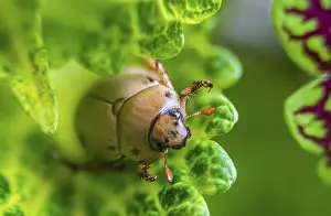 Stampe di Rafforzamento macro ravvicinato di insetto coleottero su una foglia Coleotteri Delle Foglie Stampe: Ritratto ravvicinato a macro di un insetto coleottero su una foglia.