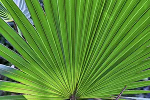 Deserted Palm Tree Scene Stampe: Close up of a palm tree leaf for backgrounds