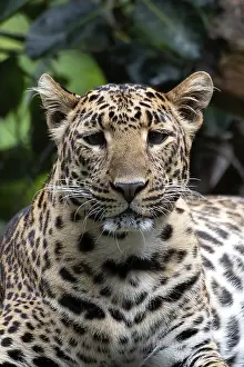 Feliformia Species Image Stampe: Close up photo of a java leopard from dark place