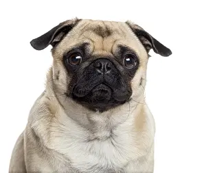 Isolated Animal Image Stampe: Close up of a Pug looking at the camera