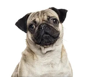 White Studio Background Animal Stampe: Close up of a Pug looking at the camera