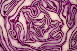 Brassicaceae Plant Details Stampe: Close Up on Red Cabbage