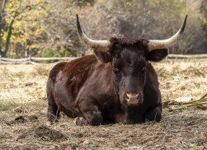 British Livestock Farming Stampe: Close up of Red Devon or Ruby Red cow lying down in field and staring towards the viewer