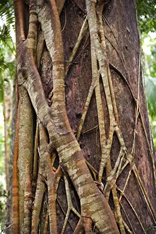 Deserted Forest Landscape Photo Stampe: Close up of a strangler fig, tree