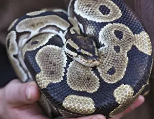 Stampe di Ritratto ravvicinato di una python del deserto che mostra il suo bello schema di scaglie, riposando avvolta in grembo al suo custode Pitone Palla Stampe: Ritratto ravvicinato di un pitone reale che mostra il suo bellissimo disegno a scaglie.