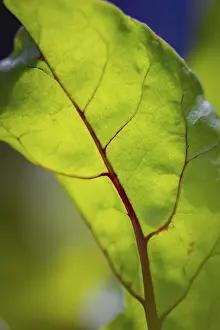 Lower Austria Nature Stampe: Close-up, beetroot leaf (beta)