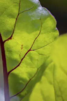 Lower Austria Nature Stampe: Close-up, beetroot leaf (beta)