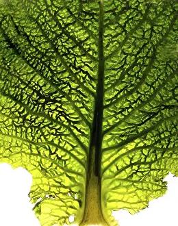 Nature Close Up Shots Stampe: Close-up of a cabbage leaf
