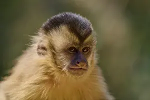 Capuchin Monkey Stampe: Close-up of a capuchin monkey looking to the side with a serious expression