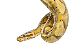 Studio Shot Insect Stampe: Close-up of a firefly python, isolated on white