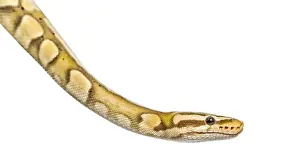Wild Animal Depiction Stampe: Close-up of a firefly python, isolated on white