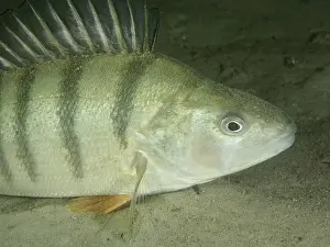Stampe di Ritratto ravvicinato di un pesce a strisce, persico (Perca fluviatilis), persico sul fondo sabbioso Pesce Persico Europeo Stampe: Ritratto ravvicinato di un pesce con un disegno a strisce.