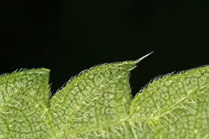 Close Up Leaf Stampe: Close-up of a leaf