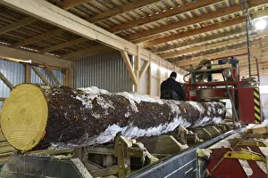 Timber Industry Production Stampe: Close-up of log and worker controls machine on background