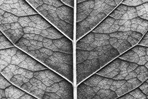 Deserted Agriculture Scene Stampe: Close-up of macro texture of leaf