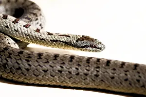 Stampe di Ritratto ravvicinato di una serpente a motivi su sfondo chiaro, serpe liscio (Coronella austriaca), Alto Palatinato, Baviera, Germania Immagini Correlate Stampe: Ritratto ravvicinato di un serpente a motivi su sfondo chiaro.