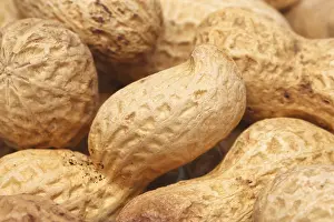 Legume Plant Stampe: Close-up of some peanuts. background of some peanuts